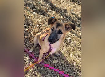 Süße Candy sucht ein Zuhause