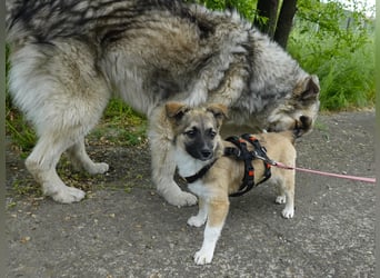 Süße Kira sucht ihre Familie