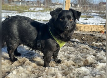 Sanfte Nisha sucht ihre Menschen