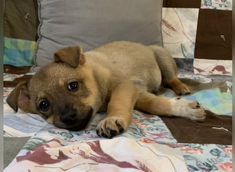 Kleiner Lio sucht seine Menschen