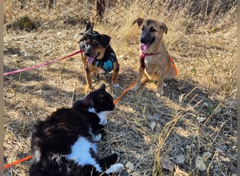 Süße Candy sucht ein Zuhause