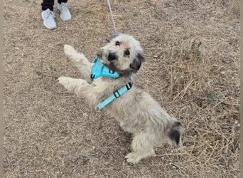 Süßer Idefix sucht sein Glück