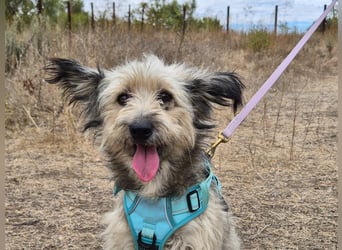 Süßer Idefix sucht sein Glück