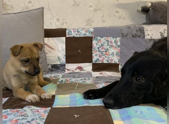 Kleiner Lio sucht seine Menschen