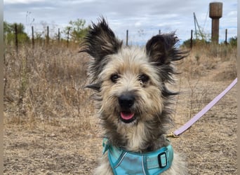 Süßer Idefix sucht sein Glück