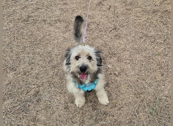 Süßer Idefix sucht sein Glück