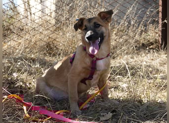 Süße Candy sucht ein Zuhause