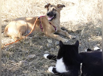 Süße Candy sucht ein Zuhause