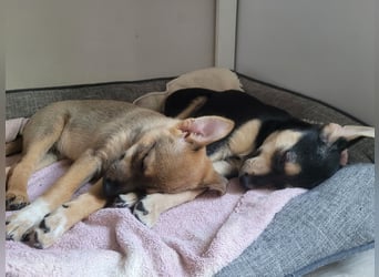 Kleiner Lio sucht seine Menschen