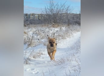 Kleiner Lio sucht seine Menschen