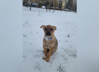 Kleiner Lio sucht seine Menschen