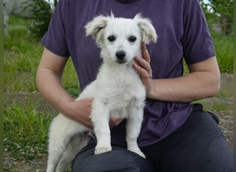 Kleiner Ray sucht sein Für-immer-Zuhause
