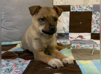 Kleiner Lio sucht seine Menschen