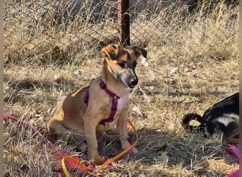 Süße Candy sucht ein Zuhause