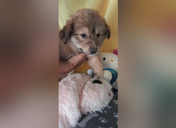 Heidi sucht ihre Familie