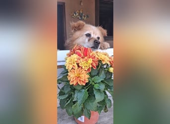 Seniorenplatz gesucht für Charlie
