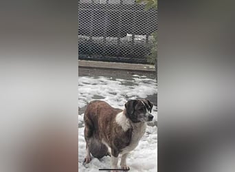 Gnadenplatz für Zoé gesucht