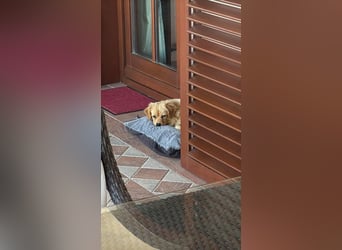 Lulu sucht seine Menschen
