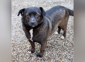 Orla auf Pflegestelle in 06386 Kleinpaschleben