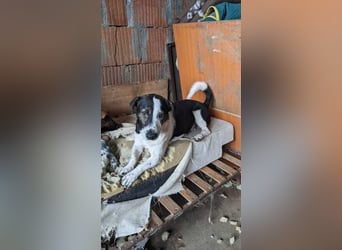 Wo bleibt Nino's Glück?