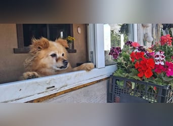 Seniorenplatz gesucht für Charlie