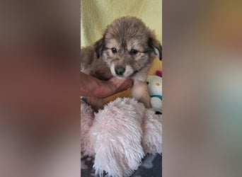 Heidi sucht ihre Familie
