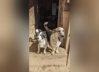 Fiete hätte fast Glück gehabt