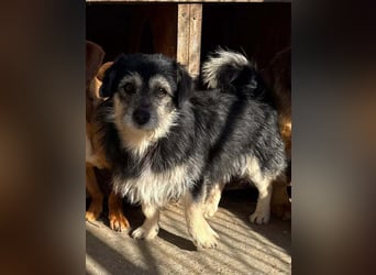 Nick sucht ein zu Hause