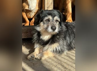 Nick sucht ein zu Hause