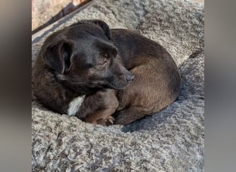 Orla auf Pflegestelle in 06386 Kleinpaschleben