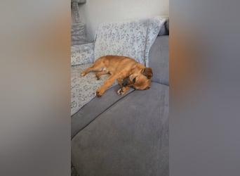 Otto sucht ein neues zu Hause