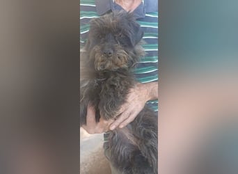 Jolli auf Pflegestelle in Dessau-Roßlau