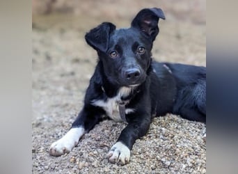 Maria auf Pflegestelle in 06386 Kleinpaschleben