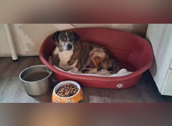 Gnadenplatz für Zoé gesucht