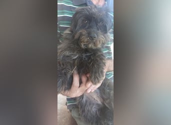 Jolli auf Pflegestelle in Dessau-Roßlau