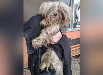 Frodo sucht ein zu Hause