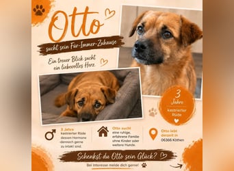 Otto sucht ein neues zu Hause