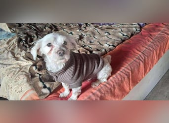 Frodo sucht ein zu Hause