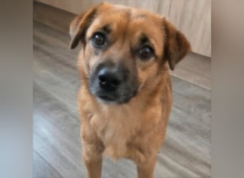 Otto sucht ein neues zu Hause