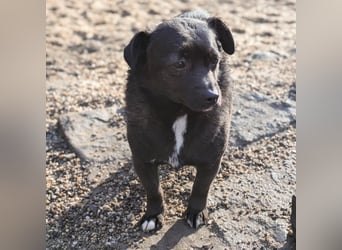 Orla auf Pflegestelle in 06386 Kleinpaschleben