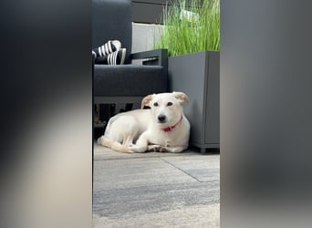 Penelope auf Pflegestelle in 06895 Kropstädt