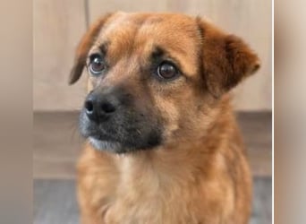 Otto sucht ein neues zu Hause