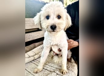 Snoopy – kleiner Gute-Laune-Hund sucht sein Glück