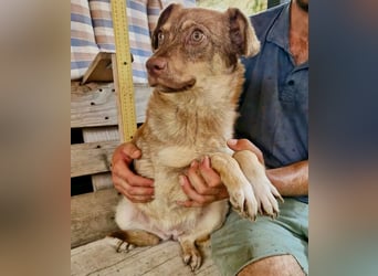 Sanfte Bambi sucht Menschen, die ihre Seele heilen