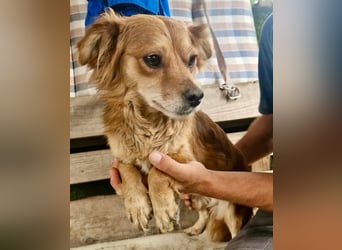 Kleine Leni sucht ein liebevolles Zuhause