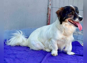 Rocky, kleines Männlein sucht seine Familie
