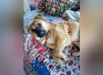 Zaubermaus AVA sucht ihr Zuhause