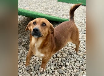 Sanfter Schmuser Wally sucht sein Zuhause