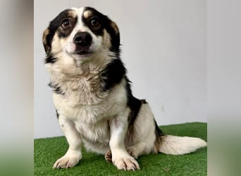 Dankbare, sanfte AIDA