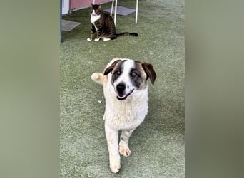Katzenverträglicher Sonnenschein Mailo